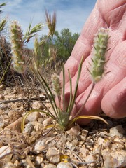 Plantago patagonica