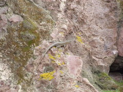 Microlophus peruvianus