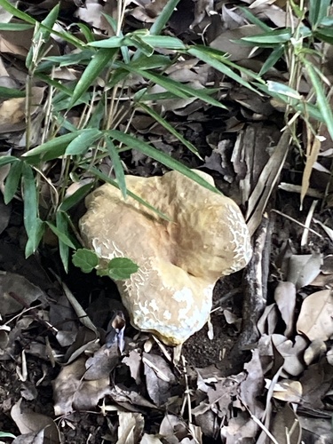 Calvatia craniiformis