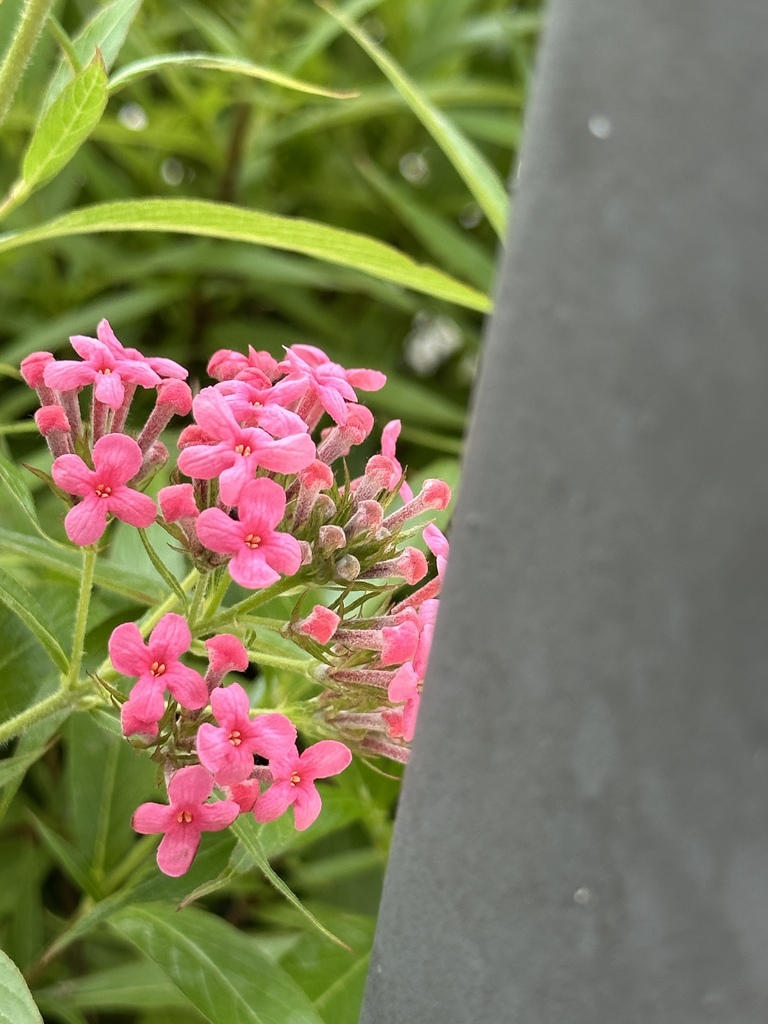 Panama rose from Na Chom Thian, Sattahip, Chonburi, TH on August 17 ...