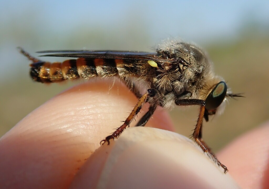 Heteropogon timondavidi