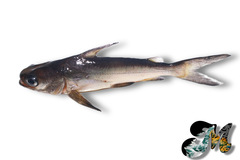 Beardless Sea Catfish photo 1