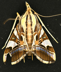 Agrioglypta itysalis