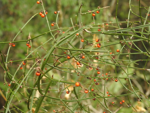 Image of Teucrium junceum by (c) Scott W. Gavins, some rights reserved (CC BY)