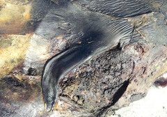 Ziphius cavirostris