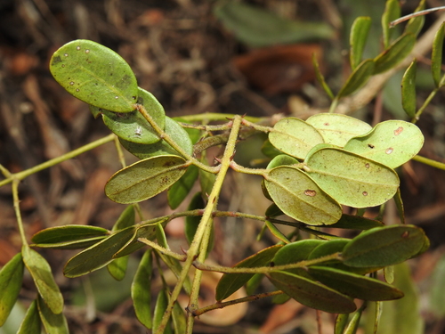 Image of Mezoneuron scortechinii by (c) Scott W. Gavins, some rights reserved (CC BY)