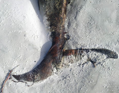Ziphius cavirostris