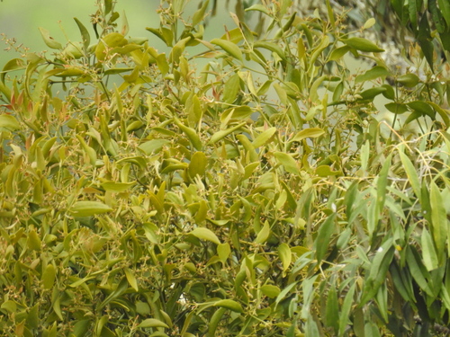 Image of Notothixos cornifolius by (c) Scott W. Gavins, some rights reserved (CC BY)