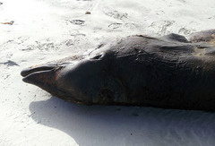 Ziphius cavirostris