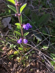 Scutellaria drummondii