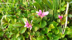 Rubus arcticus acaulis