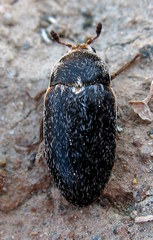 Dermestes