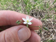 Spergularia