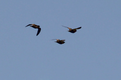 Pterocles orientalis