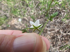 Spergularia