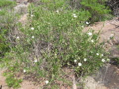 Spergularia