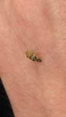 Tropidosteptes quercicola
