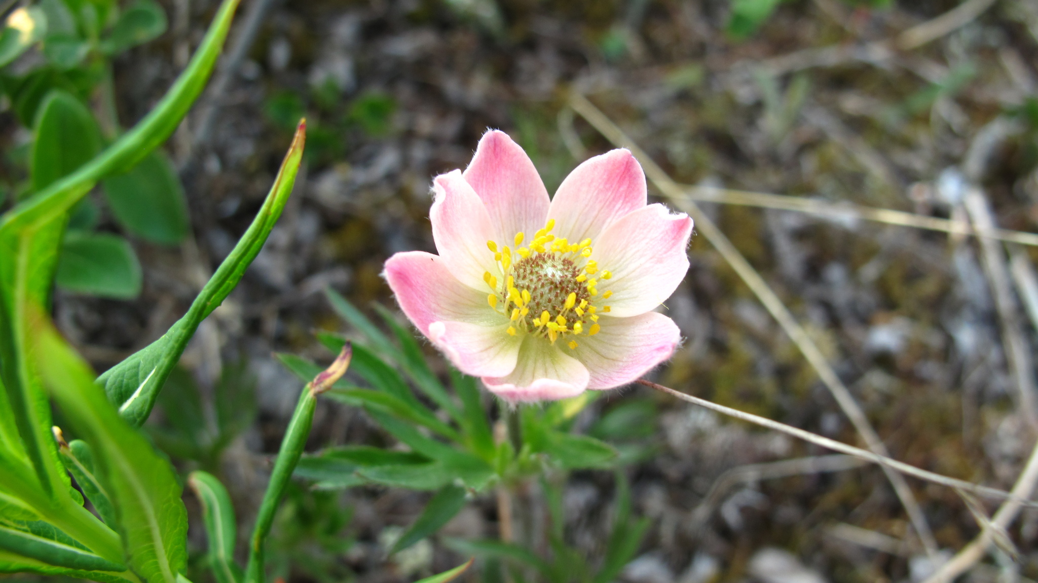 Anemone multifida var. multifida
