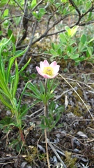 Anemone multifida multifida