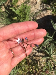 Gilia stellata