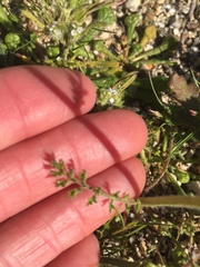 Gilia stellata