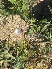 Gilia stellata