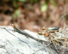 Bermuda Skink photo 4