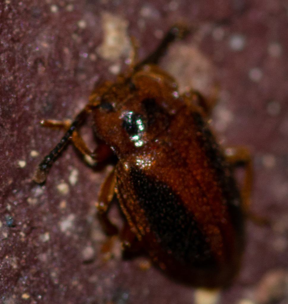 Epipocus punctatus