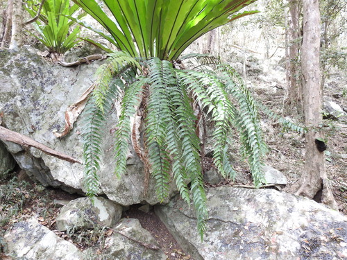 Asplenium polyodon iNat (2)