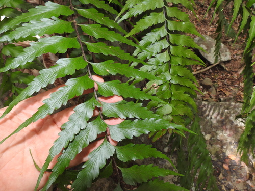 Asplenium polyodon