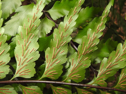 Asplenium polyodon