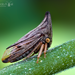Widefooted Treehopper - Photo (c) Eduardo Axel Recillas Bautista, some rights reserved (CC BY-NC), uploaded by Eduardo Axel Recillas Bautista