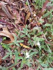 Buglossoides arvensis