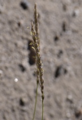 Hilaria rigida