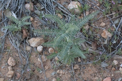 Astragalus brauntonii