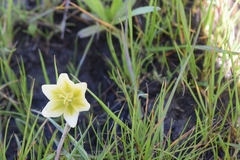 Fritillaria liliacea