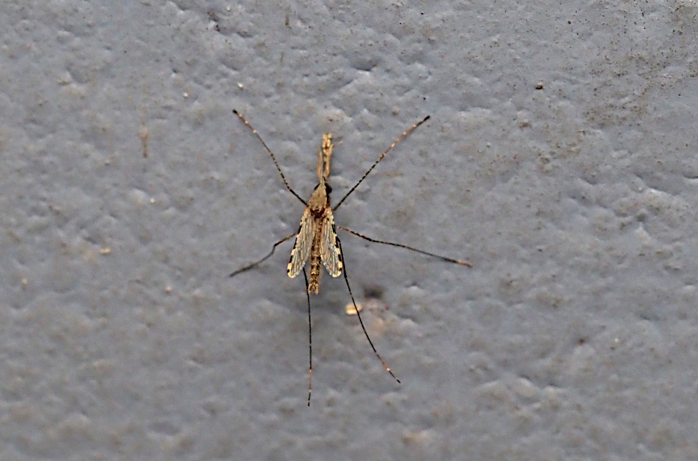 Anopheles culicifacies