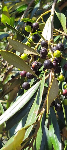 Olea europaea observed 2023-09-18