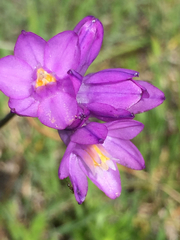 Dipterostemon capitatus