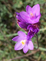 Dipterostemon capitatus