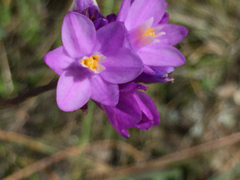 Dipterostemon capitatus