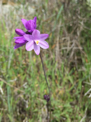 Dipterostemon capitatus