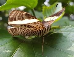 Colobura dirce