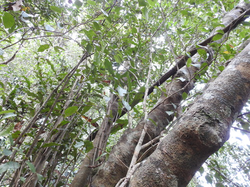 Macadamia integrifolia