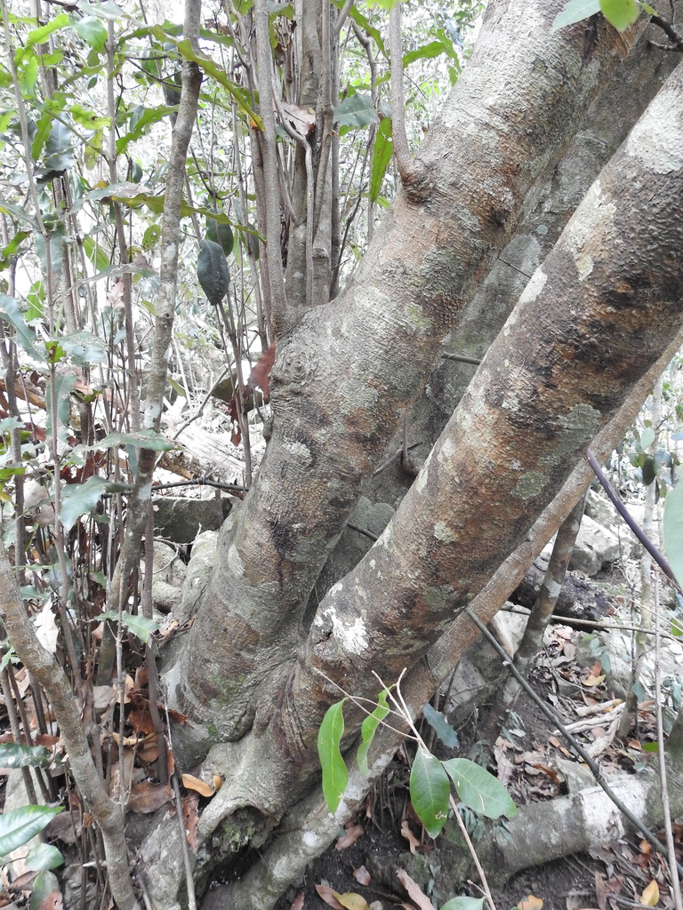 Macadamia integrifolia, Bauple QLD 4650, Australia