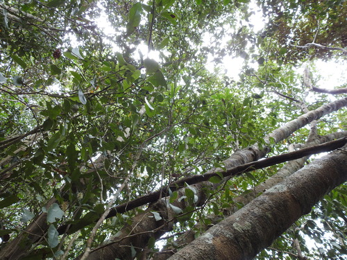 Macadamia integrifolia