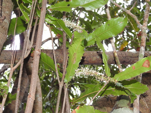 Macadamia integrifolia