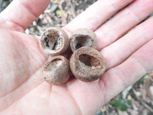 Macadamia integrifolia