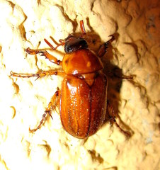 Cyclocephala pasadenae