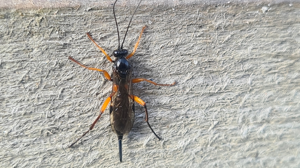 Pimpla arctica